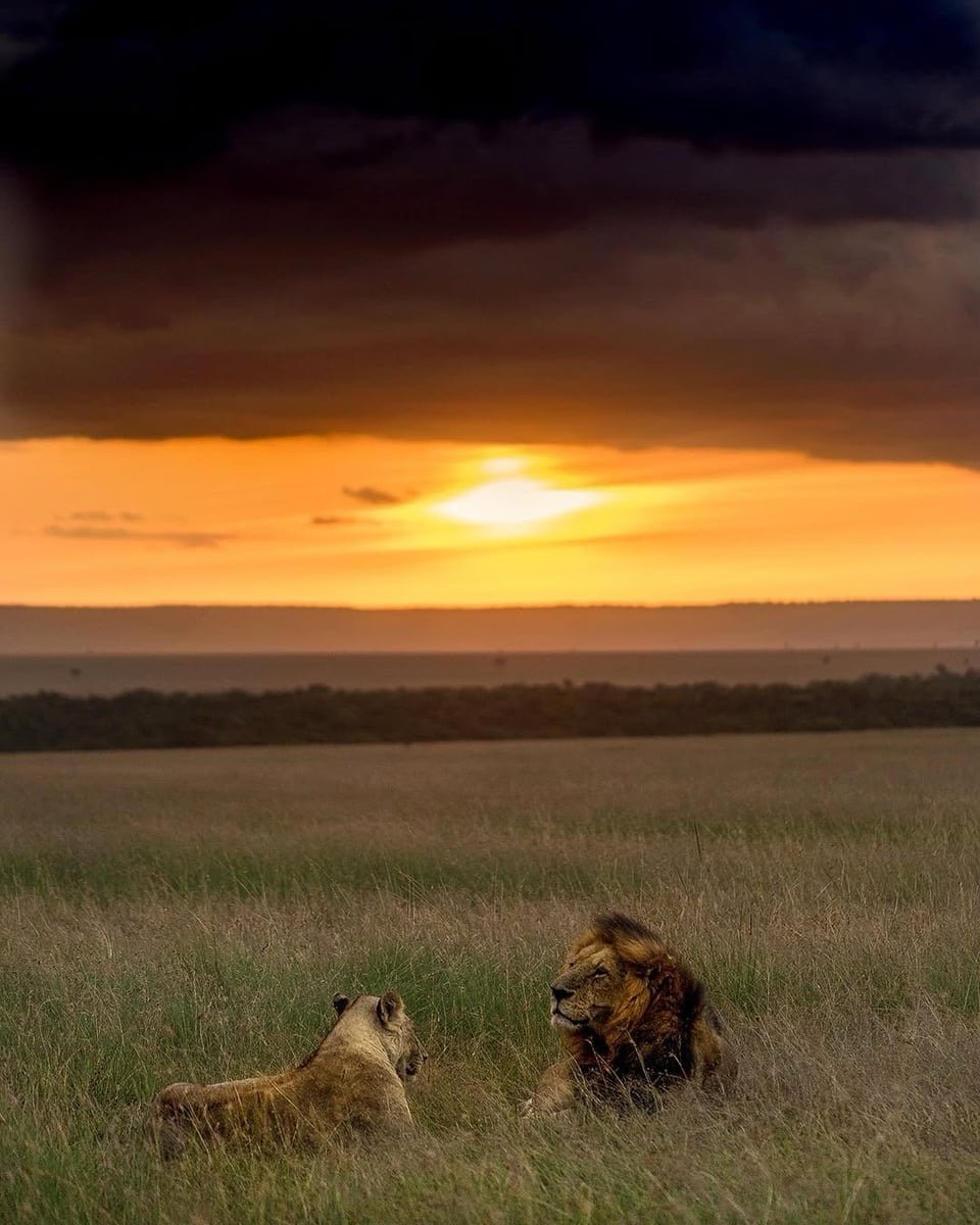 Comparing safari routes with Safari IQ