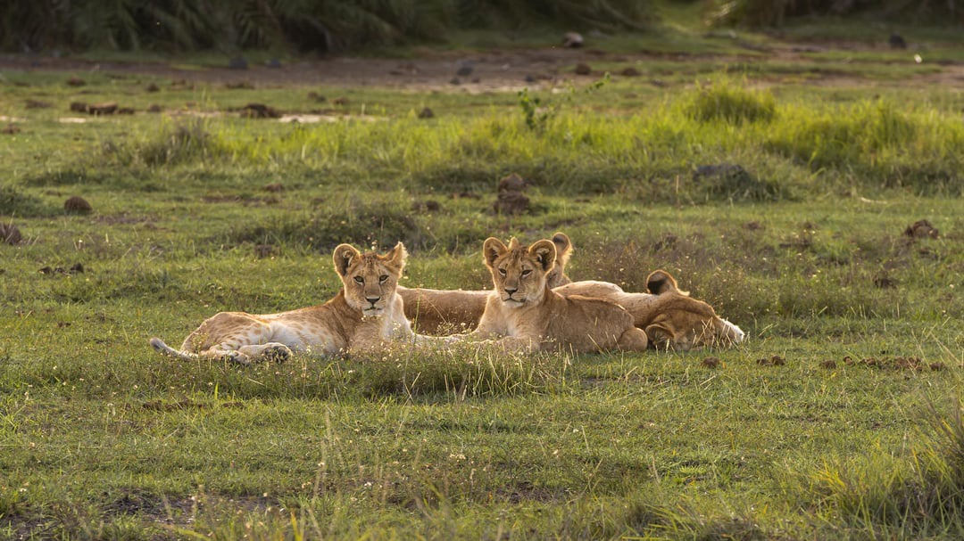 Safari 3